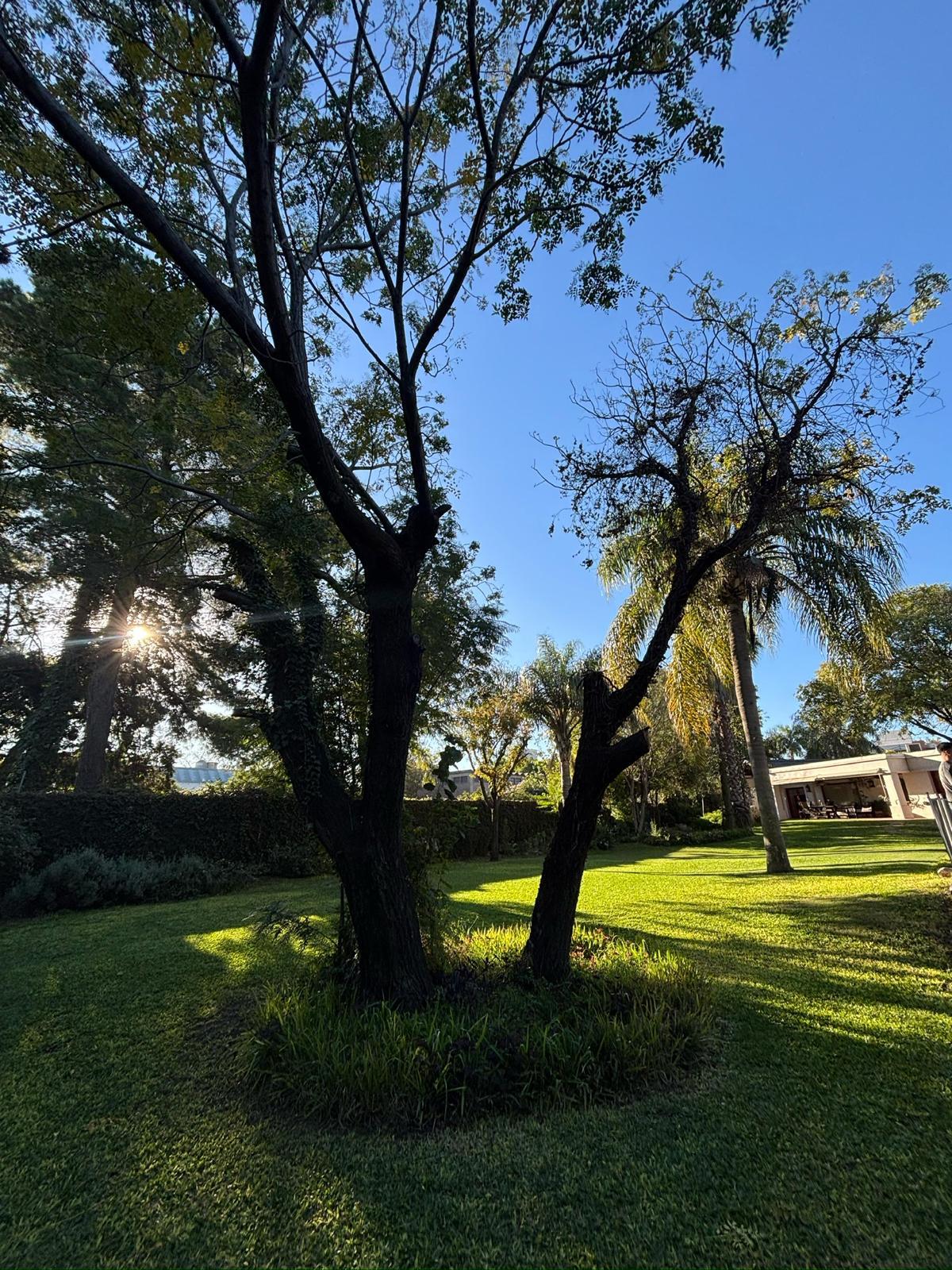 Parque con palmeras